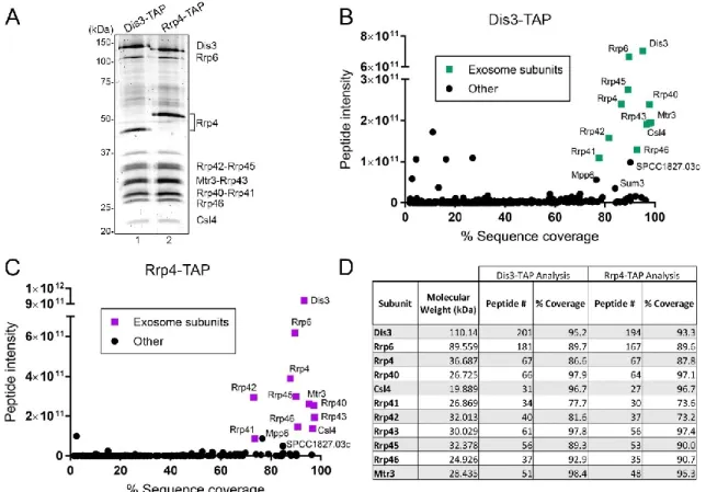 Figure 1.  Affinity purification of the S. pombe RNA exosome complex. (A)  SYPRO RUBY-stained SDS-PAGE of affinity purified Dis3-TAP (lane 1) and Rrp4-TAP  (lane 2)