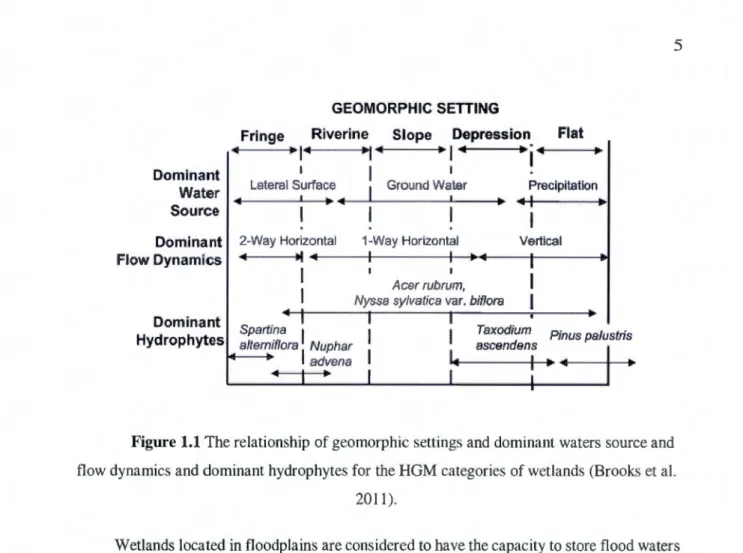 Figure  1.1 The relationship  of geomorphic settings and domina nt  waters so urce and  flow  dynamics and dominant hydrophytes for  the HGM categories  of wetlands (Brooks et al