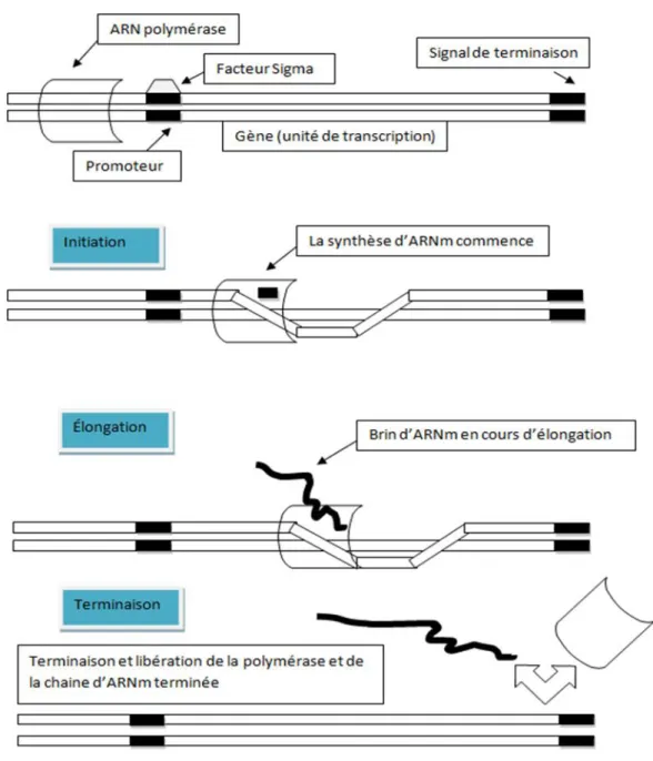 Figure  2 :  Les  trois  étapes  successives  de  la  transcription.    L’initiation  s’effectue  donc  au 