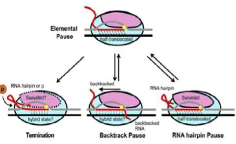 Figure  4 :  Modèle  de  pause  transcriptionnelle.  L’état  de  pause  élémentaire  (ePEC)  se 