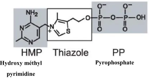 Figure 9. Structure chimique du TPP. Tirée de (Serganov et al., 2006). 