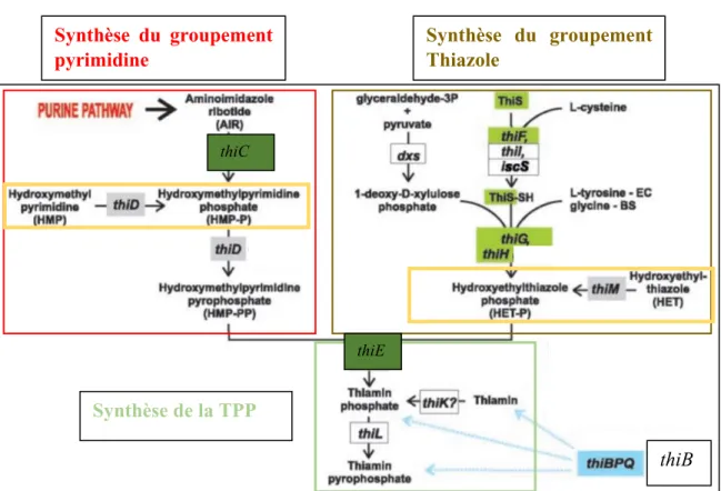 Figure 11 : La voie de biosynthèse de la thiamine chez E. coli. La voie de biosynthèse de novo  comprend la synthèse des groupements pyrimidine et thiazole, la synthèse de TPP par la liaison  des deux groupements pour former la thiamine phosphate et la pho
