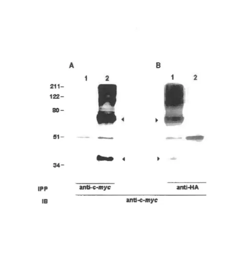FIG.  1.  Detection  of human  PAFR  dimers  via  Western  blotting  analysis.  COS-7  were  transiently  transfected  either  with  pcDNA3  (A,  lane  1)  as  a  negative  control,  c-myc-tagged  hP AFR  (A and  B,  lane  2)  or  c-myc- and  HA-tagged  hP