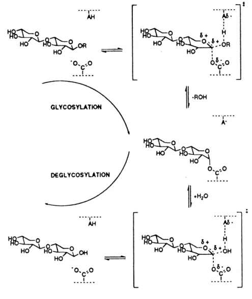 Figure 2. Mecanisme d'hydrolyse propose pour les glycosyl hydrolases de retention. Tire de Lawson^a/.,(1996).
