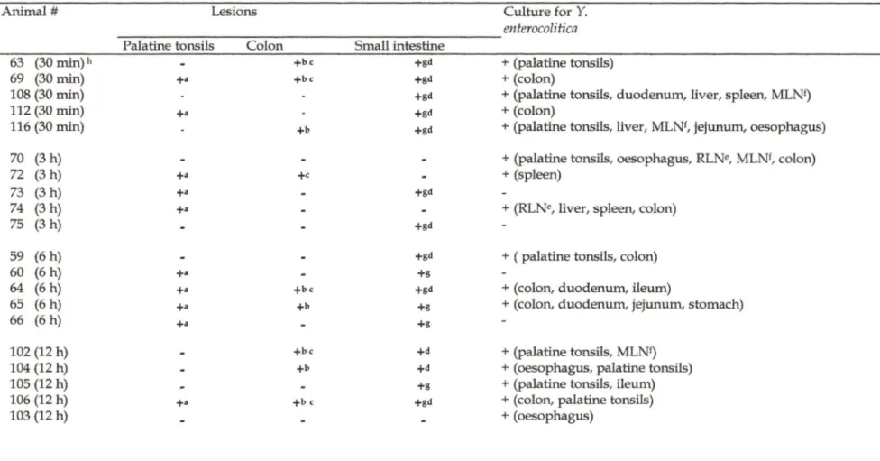 TABLE III.  Histopathologic findings following an experimental oral infection  in  piglets
