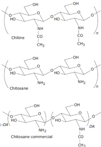 Figure 2.3 Structure chimique de la chitine parfaite, du chitosane parfait et du  chitosane commercial [Crini et al., 2009] 