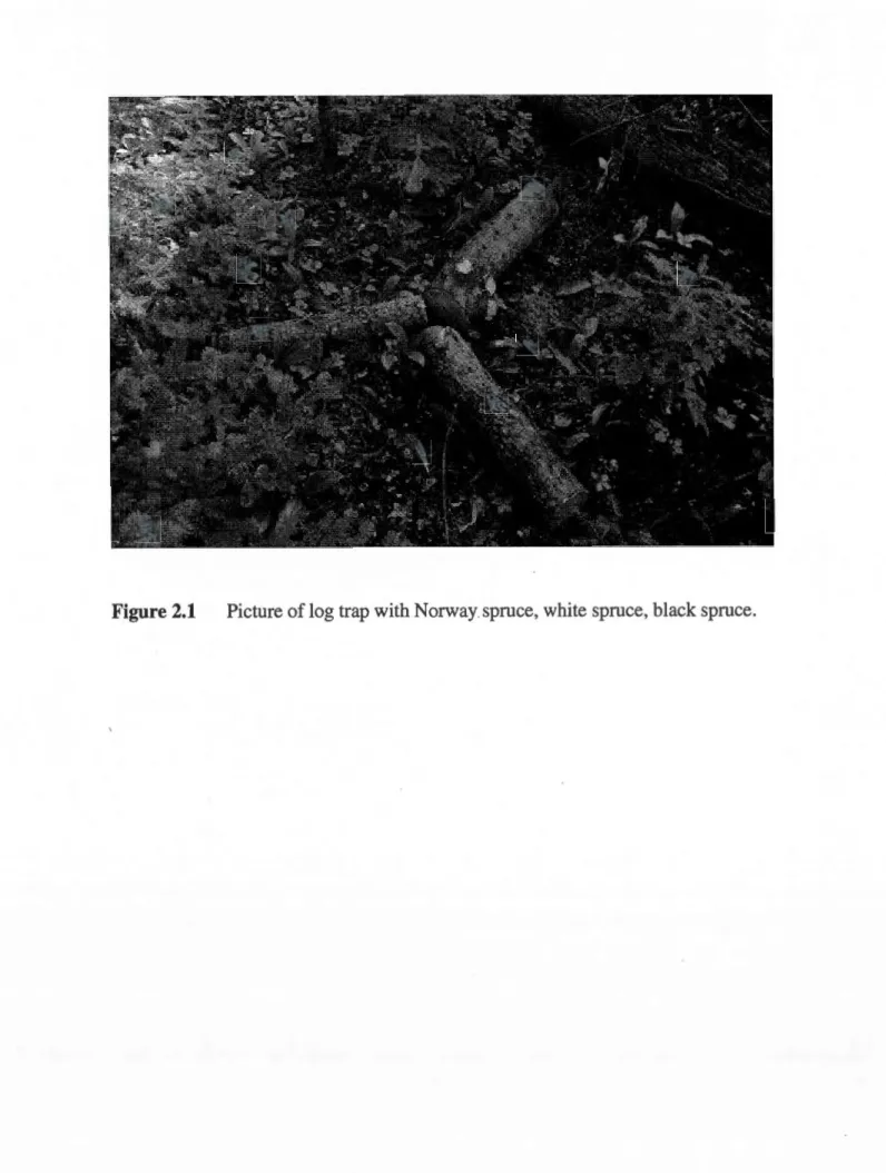 Figure 2.1  Picture of log trap with Norway spruce, white spruce, black spruce. 