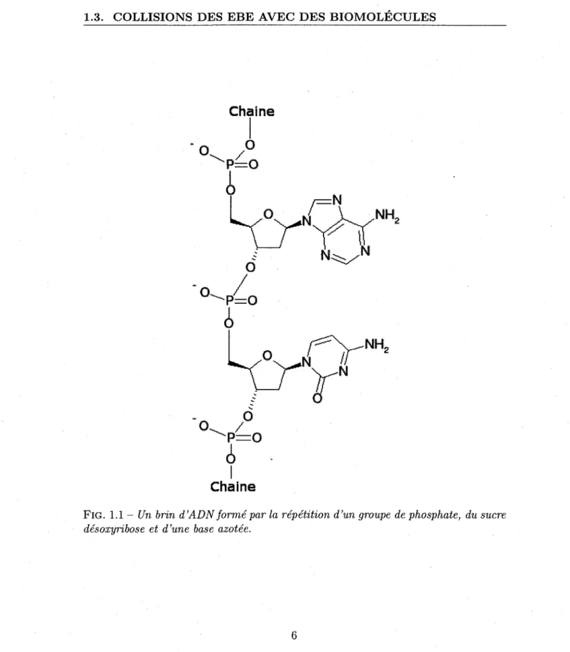 FIG. 1.1 - C/n 6nn d'ADN forme par la repetition d'un groupe de phosphate, du sucre  desoxyribose et d'une base azotee