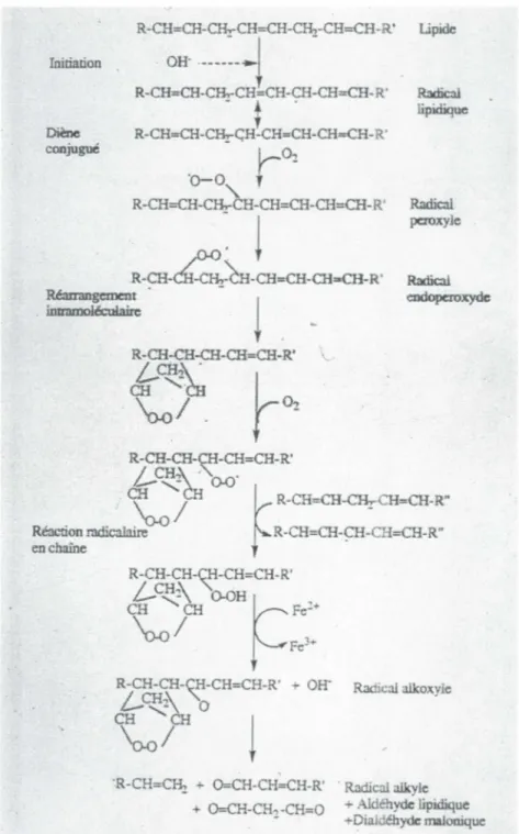 Figure 1  La chaîne de peroxydation des lipides 