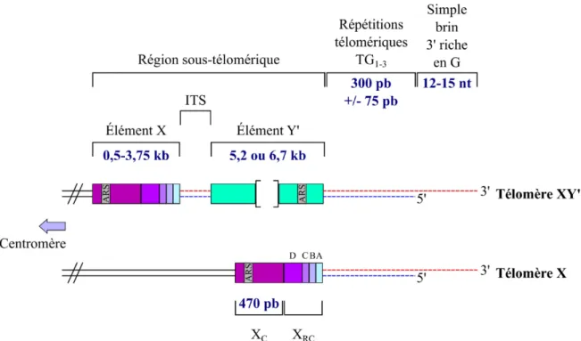 Figure 1. Organisation du télomère et de la région sous-télomérique chez S. cerevisiae