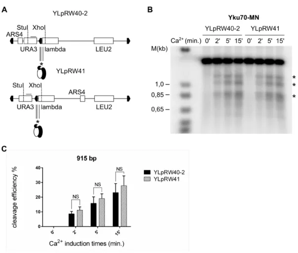 Figure 5. yKu-association with telomeric repeats is not influenced the direction of fork  passage 