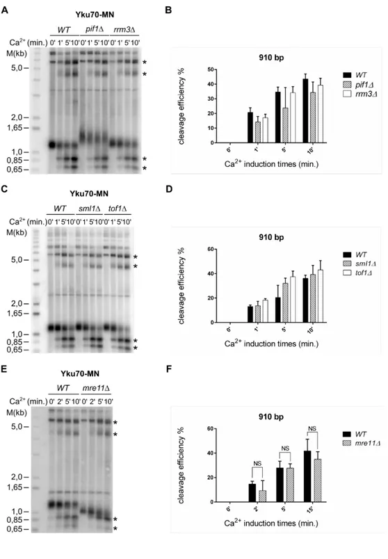 Figure 6. Yku70-MN mediated DNA cuts are independent of DNA replication  associated helicases and replication stress sensors