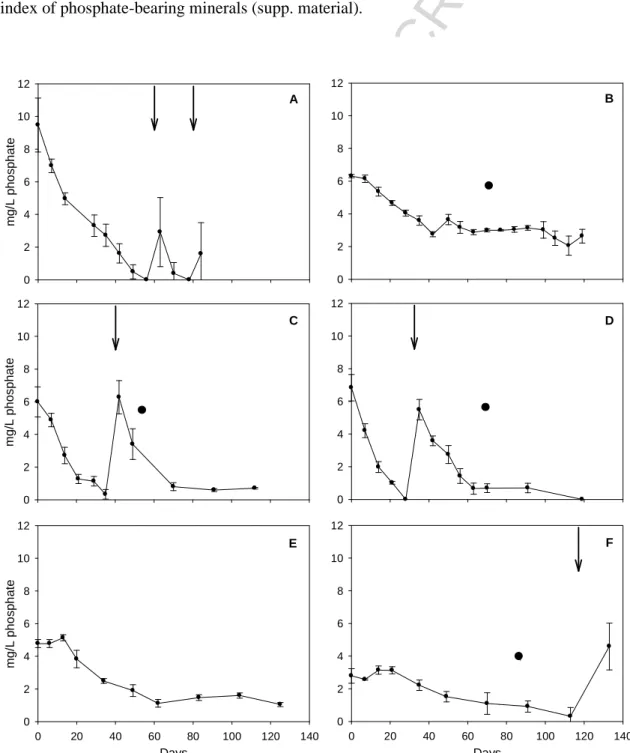 Fig. 7. Temporal evolution of phosphate concentrations in OXYP (A), NITP (B), MANP (C), 