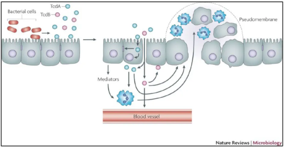 Figure 1. Pathogénicité et production des toxines chez C. difficile. 