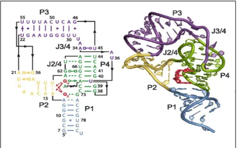 Figure  8.  La  structure  de  l’aptamère  du  riborégulateur  c-di-GMP  type  II  chez  C