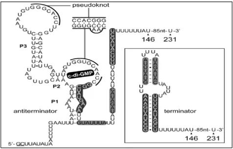 Figure 9. Le riborégulateur Cdi2-4 prédit pour réguler la transcription. 