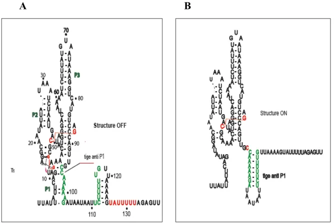Figure 13. La structure secondaire prédite du riborégulateur Cdi1-1.