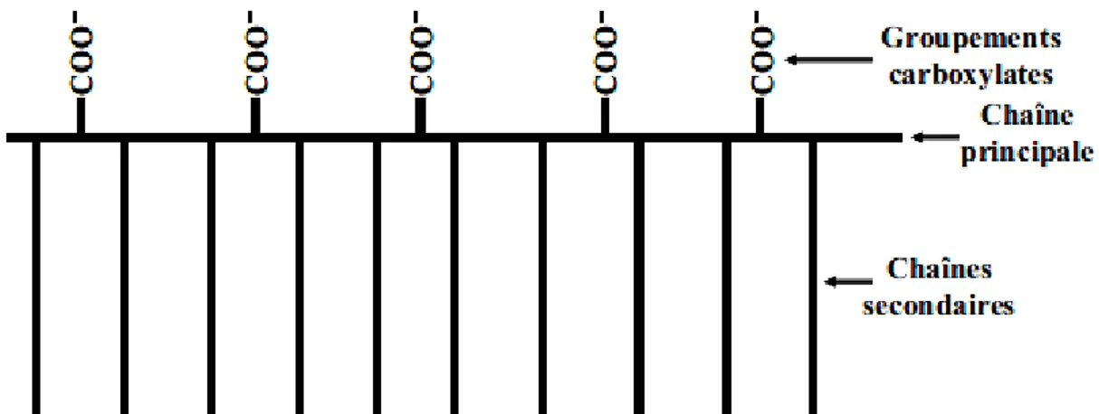 Figure 2.21 Structure schématique d’un superplastifiant de type polycarboxylate,  polymère de type « peigne » [C.M