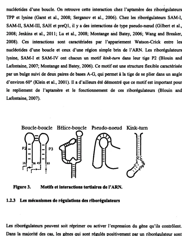 Figure 3.  Motifs et interactions tertiaires de l'ARN. 