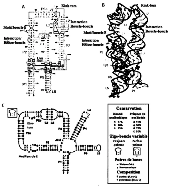 Figure 5.  Riborégulateur lysine. (A) structure secondaire de l'aptamère et (B) cristal de  l'aptamère  du  riborégulateur  lysine  chez  Thermotoga  maritima