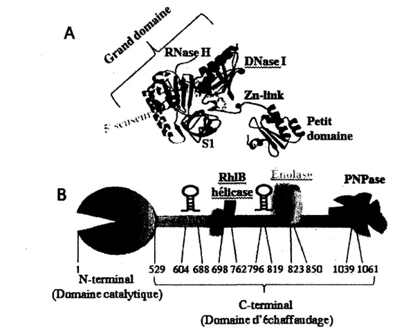 Figure 10.  Organisation des domaines de  la RNase E  chez E. coli. (A) Sous-domaines  de la partie N-terminale de la RNase E (Callaghan et al., 2005)