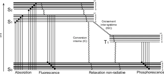 Figure  16:  Diagramme  de  Jablonski  d’états  d’une  molécule  diamagnétique.  Processus  radiatifs  (flèches) et non-radiatifs (lignes ondulées)