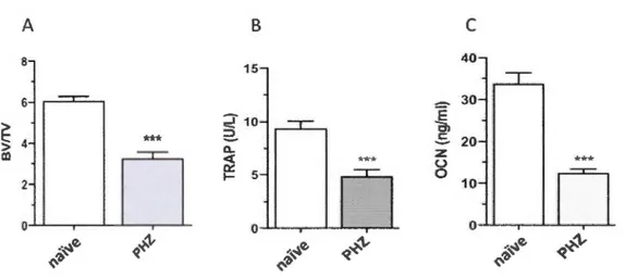 Figure  1.4 :  Effet  d e  l'administration  de  phénylhydrazine_sur  la  masse  osseuse  et  les  niveaux  des  marqueurs  sériques  du  remodelage  osseux  chez  des  souris  BALB/c