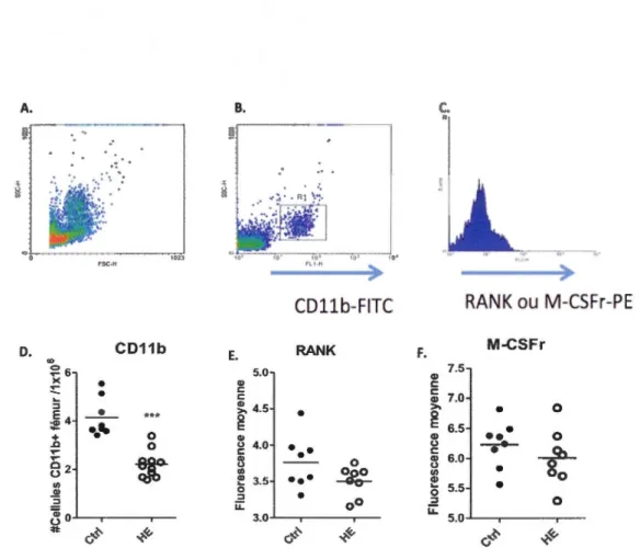 Figu re  2.2  :  Analyse  phenotypique  des  précurseurs  d'ostéoclastes  chez  des  souris  BALB/c  Ctrl  et  injectées  avec  de  l'  hémi ne  (HE)