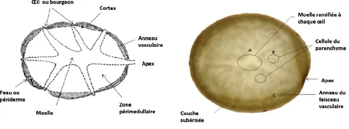 Figure 1.1  Coupe transversale de pomme de terre (adapté de Faridnia et al., 2015) 