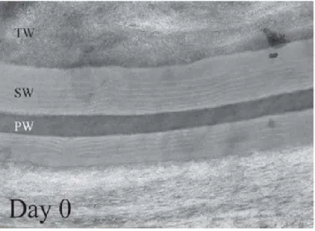Figure 1.4  Microscopie électronique à transmission du périderme de pomme de terre. 