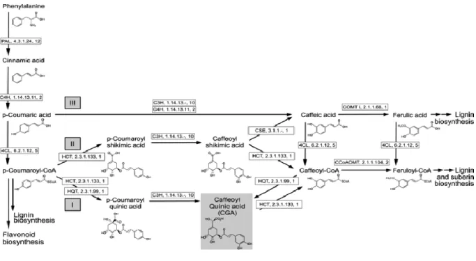 Figure 1.6  Vue d’ensemble de la synthèse du domaine polyaromatique de la subérine à  partir de la voie des phénylpropanoïdes (Valiñas et al., 2015)