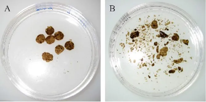 Figure 1.10  Disque de subérine après 1 an d’incubation sans (A) et avec S. scabies (B)  (Beaulieu et al., 2016)