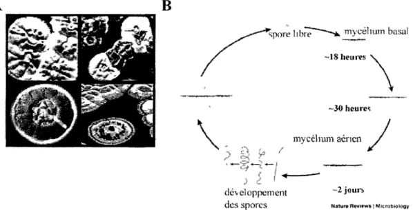 Figure I.l. A. Morphologie de colonies de différentes espèces de Streptomyces. B. Cycle de  vie de bactéries du genre Streptomyces