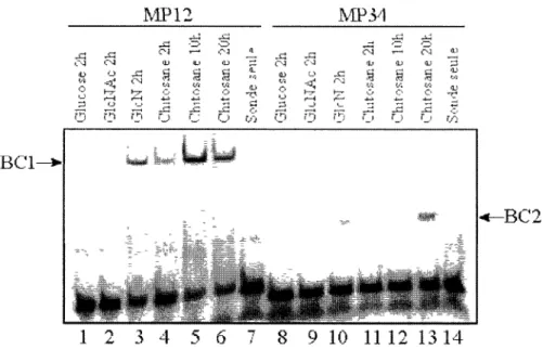 Figure 1.5. Présence de BCl ou BC2 lors d'une induction avec différents saccharides. Les  retardements sur gel ont été effectués à l'aide d'extraits de protéines cytosoliques  totales (5pg) provenant de cultures de Kitasatospora sp
