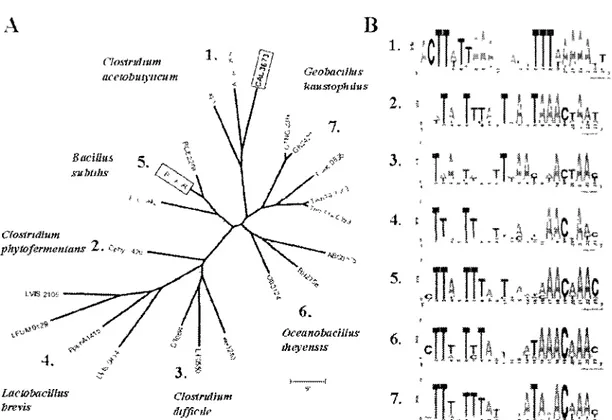 Figure 1.9. A. Arbre phylogénétique des régulateurs XylR retrouvés chez les Firmicutes dont  le génome a été séquence