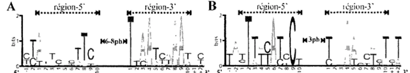 Figure 1.11. Séquence logos (A) des sites de liaison prédits pour CysR (n=6) et (B) des  sites de liaison prédits pour SsuR (n=4)