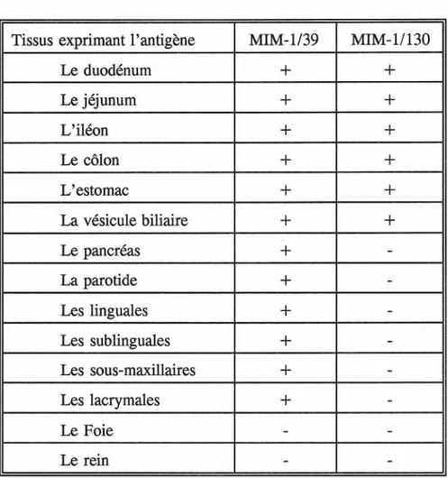 Tableau récapitulatif des  tissus  exprimant l'antigène MIM-1/39 et/ou MIM-1/130  (Immunofluorescence) 