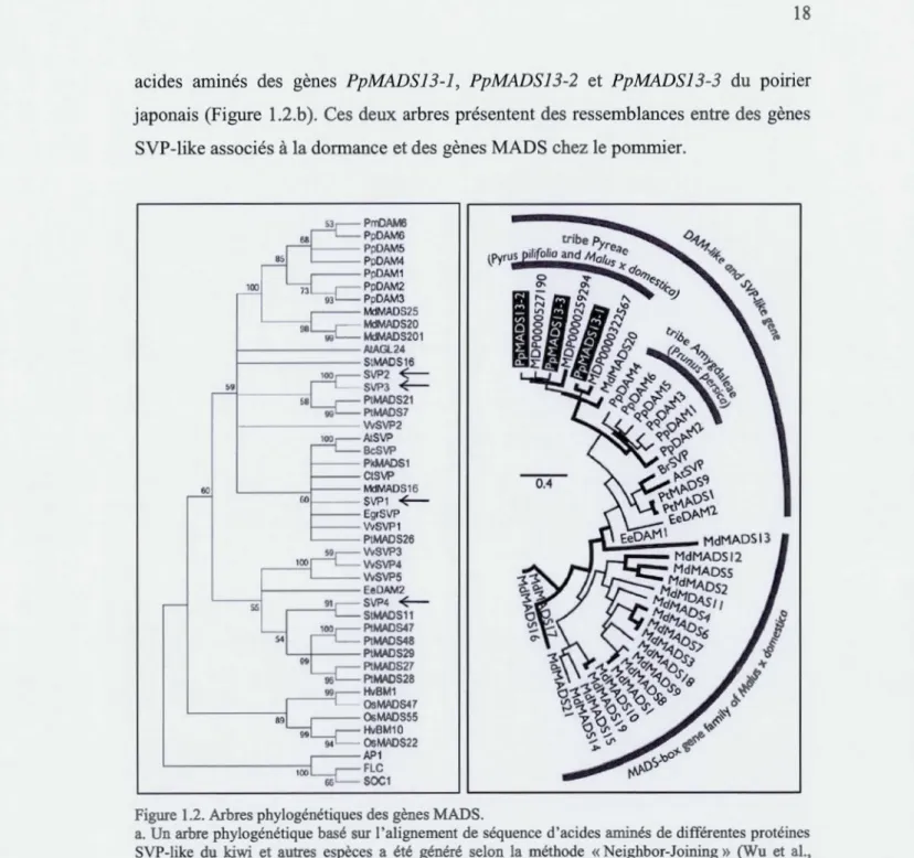 Figure 1.2.  Arbres phylogénétiques des gènes  MADS. 