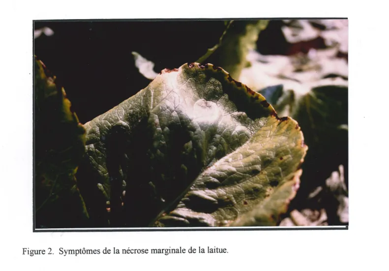 Figure 2. Symptomes de la necrose marginale de la laitue.