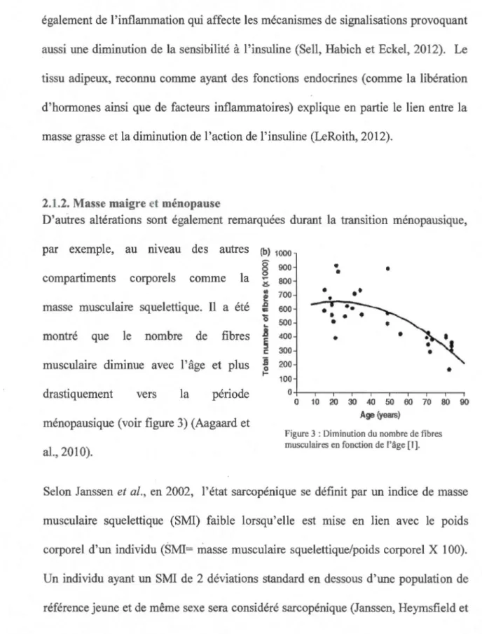 Figure 3 : Diminution du nombre de fibres  muscul aires  en fonction de  l'âge  [l  l 