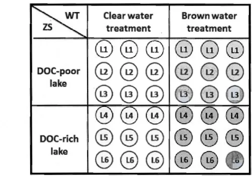 Fig.  1.  7 Facto rial  design  of the 2 x  2  x 3 common garden  field  transplant experiment  (36  enclosures  in  total ;  n=3)  with  two  main  effects:  l)WT  =  water  treatment  (DOC  decrease  ( clear  water  treatment)  or  increase  (brown  wate