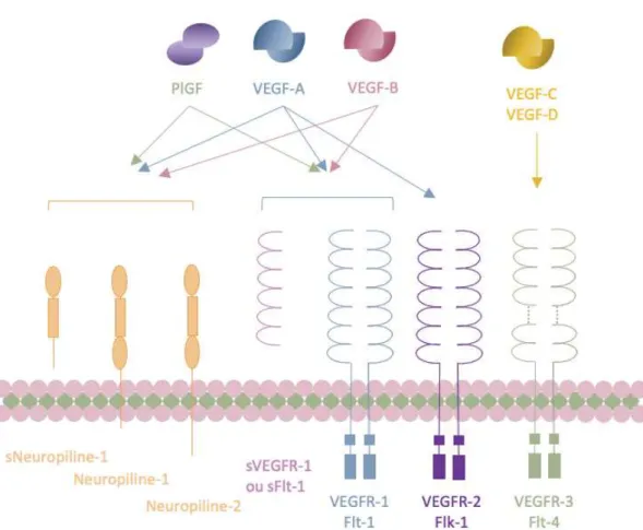 Figure 1: Les interactions des membres de la famille VEGF et leurs récepteurs 