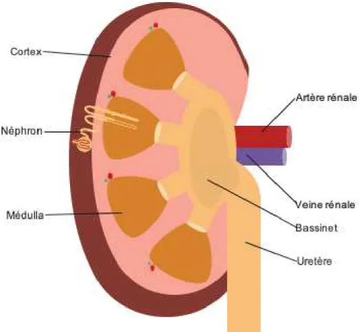 Figure 3: Schématisation de l’anatomie rénale 
