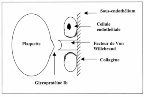 Figure 1. 2 : Adhésion plaquettaire au sous-endothélium 
