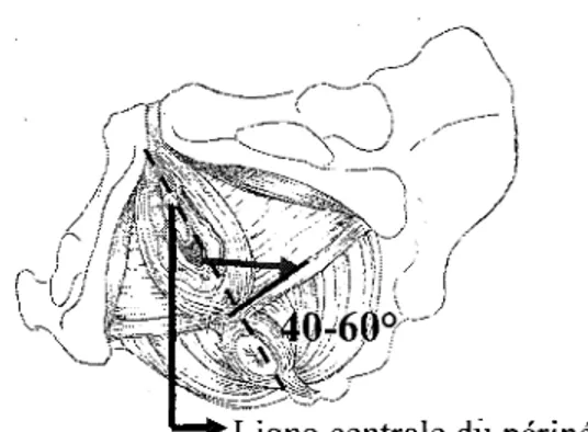 Figure 9:  Épisiotomie médiane  Figure 10:  Épisiotomie médiolatérale 