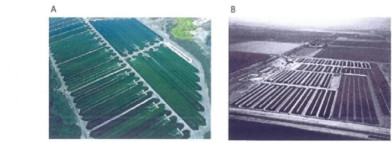 Figure 1.4 Culture commerciale de Spirulina cultivée par Cyanotech Corp,  Hawaii (A) et de 