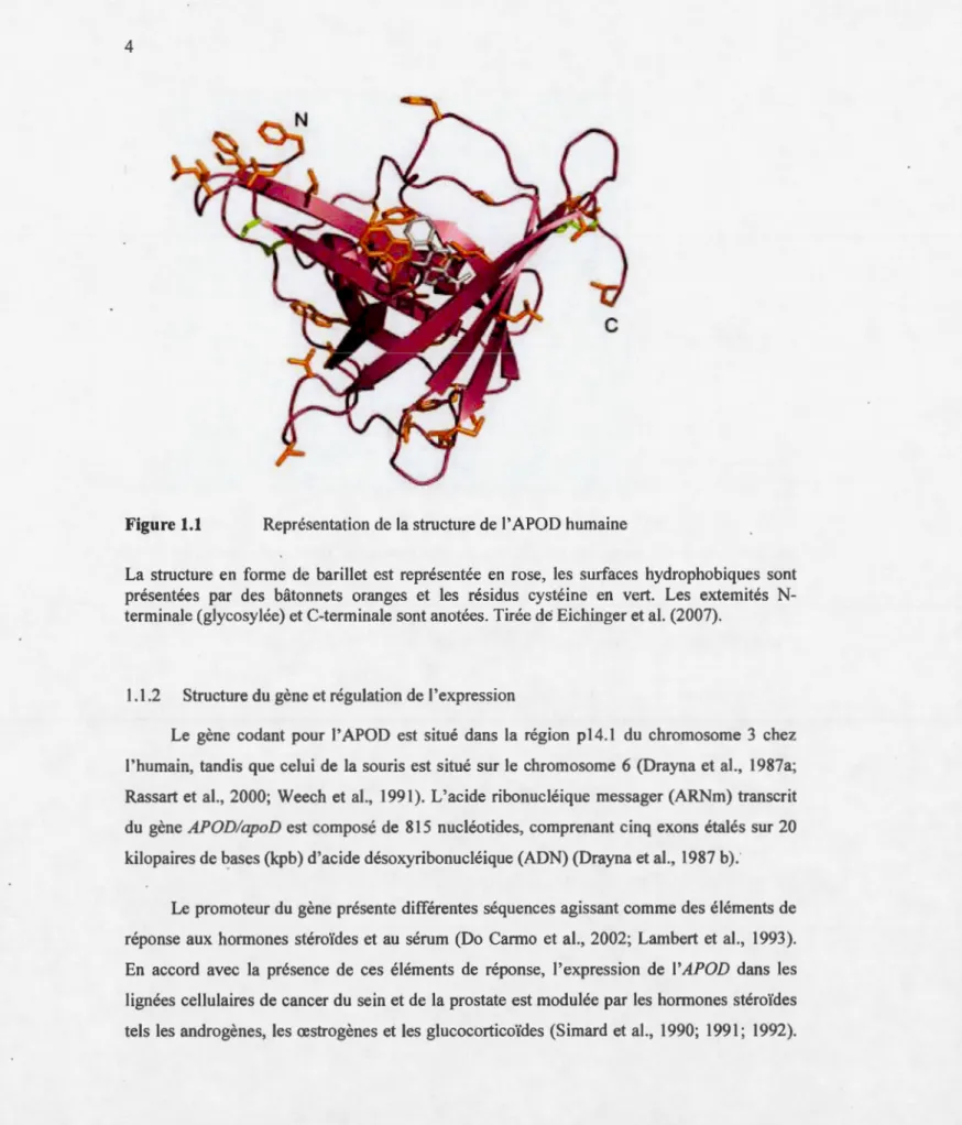 Figure 1.1  Représentati on de  la structure  de  l' APO D humaine 