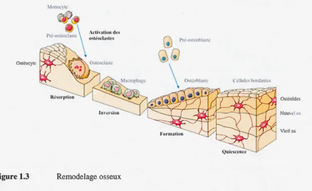 Figure 1.3  :\  lh  at  ion  des ostéocla.'iitrs Remodelage osseu x  (;)  Pr~-&lt;&gt;&lt;1~  1&gt;1•,1~ QQ 