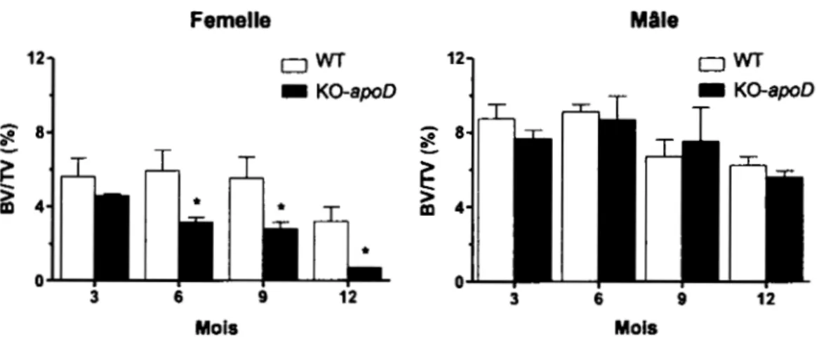 Figure 1.5  Analyse  morphométrique  de  la  portion  trabéculaire  de  fémurs  de  souris  femelles et mâles WT et KO-apoD