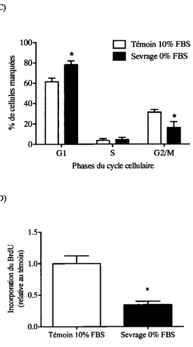 Figure  4.2  Expression  génique  de  l'apoD  par des  cultures  d'ostéoblastes  MC3T3  en  condition de sevrage